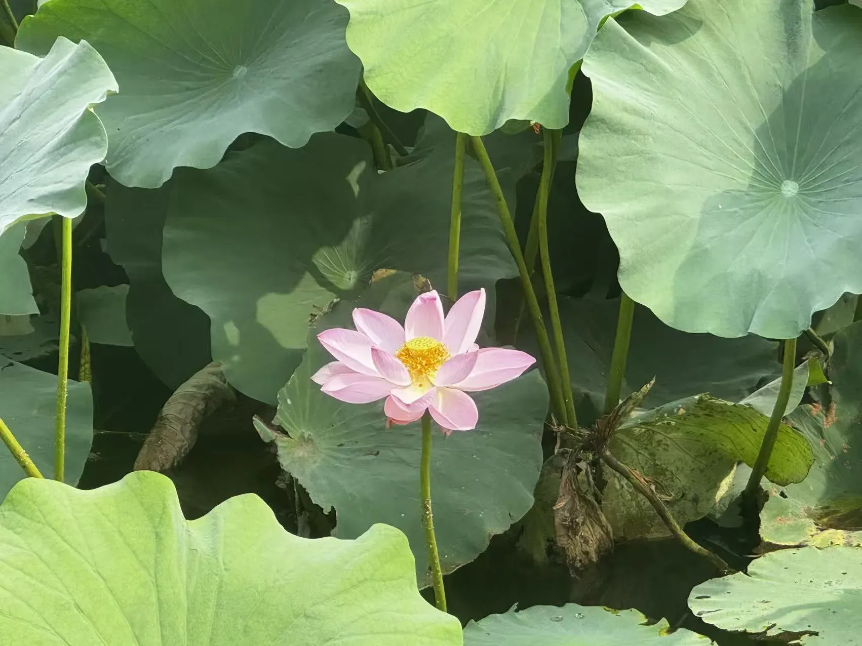 周末小聚 - 国家植物园