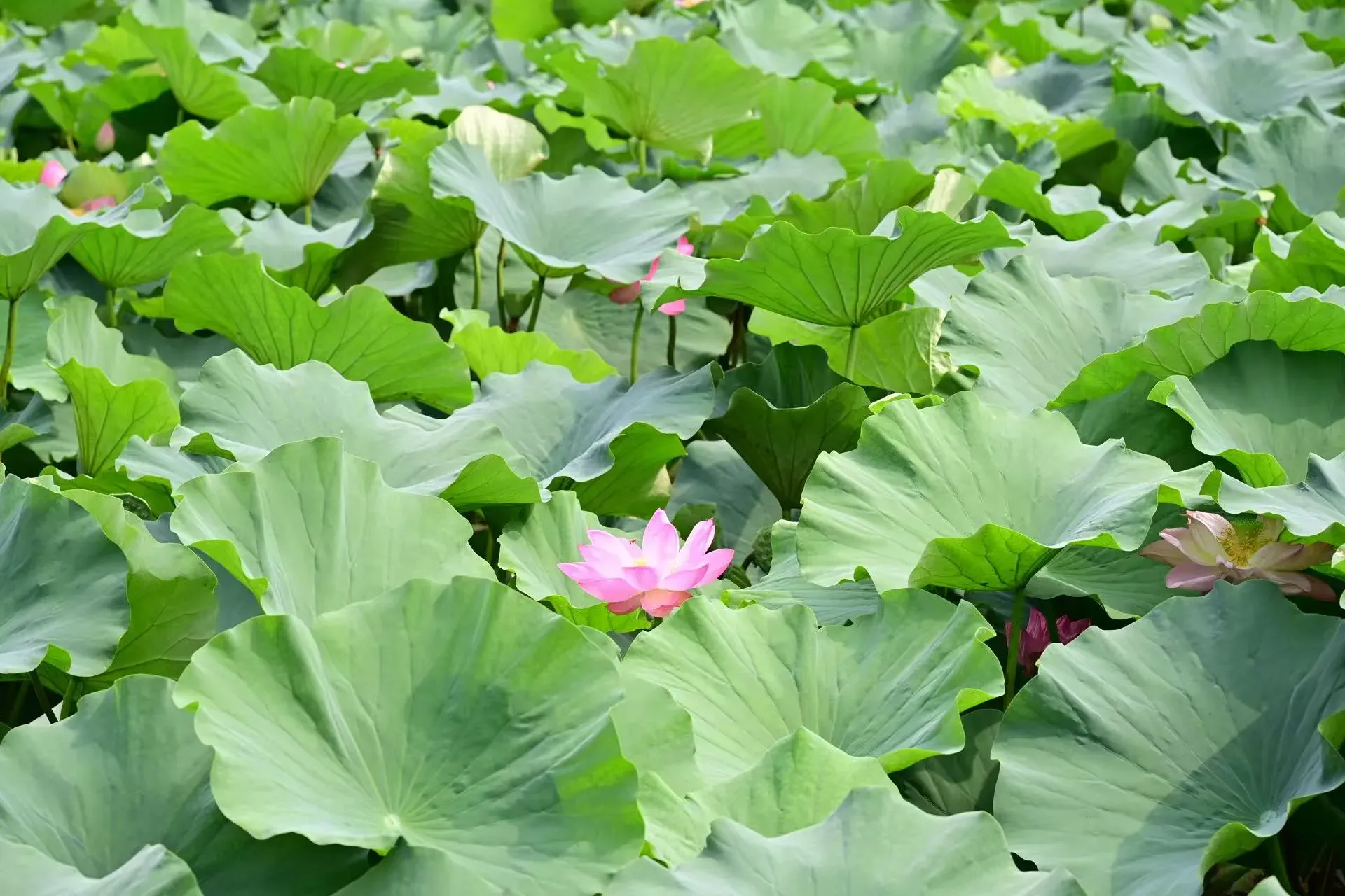 周末小聚 - 国家植物园